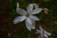 © Copyright Raphael Kessler - Britain - Emmetts Garden 57