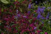 © Copyright Raphael Kessler - Britain - Emmetts Garden 59