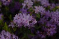 © Copyright Raphael Kessler - Britain - Emmetts Garden 60