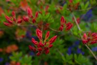 © Copyright Raphael Kessler - Britain - Emmetts Garden 61