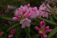 © Copyright Raphael Kessler - Britain - Emmetts Garden 63