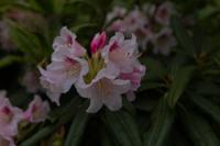 © Copyright Raphael Kessler - Britain - Emmetts Garden 64