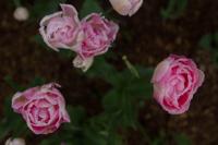 © Copyright Raphael Kessler - Britain - Emmetts Garden 66