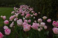 © Copyright Raphael Kessler - Britain - Emmetts Garden 68