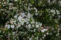 © Copyright Raphael Kessler - Britain - Emmetts Garden 7