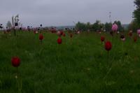 © Copyright Raphael Kessler - Britain - Emmetts Garden 70