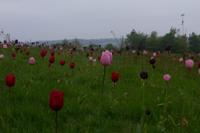 © Copyright Raphael Kessler - Britain - Emmetts Garden 72