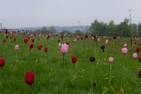 © Copyright Raphael Kessler - Britain - Emmetts Garden 73