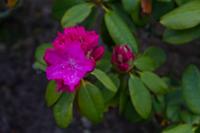 © Copyright Raphael Kessler - Britain - Emmetts Garden 74