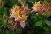 © Copyright Raphael Kessler - Britain - Emmetts Garden 75