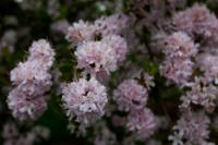 © Copyright Raphael Kessler - Britain - Emmetts Garden 8