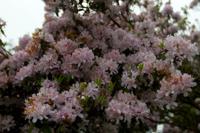 © Copyright Raphael Kessler - Britain - Emmetts Garden 9