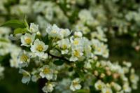 © Copyright Raphael Kessler - Britain - Garden 1