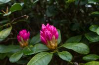 © Copyright Raphael Kessler - Britain - Garden 12