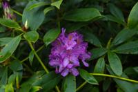 © Copyright Raphael Kessler - Britain - Garden 13