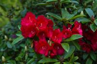 © Copyright Raphael Kessler - Britain - Garden 14