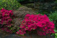 © Copyright Raphael Kessler - Britain - Garden 16