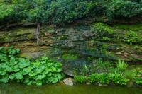 © Copyright Raphael Kessler - Britain - Garden 17