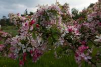 © Copyright Raphael Kessler - Britain - Garden 2