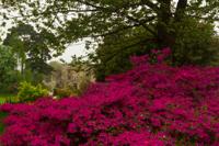 © Copyright Raphael Kessler - Britain - Garden 20