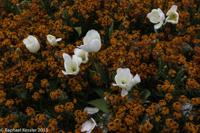 © Copyright Raphael Kessler - Britain - Hampton Court 33