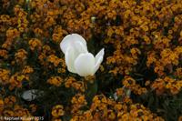 © Copyright Raphael Kessler - Britain - Hampton Court 34