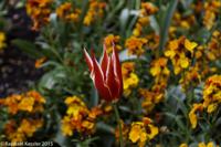 © Copyright Raphael Kessler - Britain - Hampton Court 36