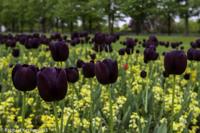 © Copyright Raphael Kessler - Britain - Hampton Court 37