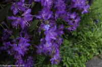 © Copyright Raphael Kessler - Britain - Hampton Court 41