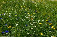 © Copyright Raphael Kessler - Britain - Heligan 11