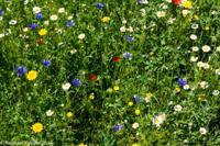 © Copyright Raphael Kessler - Britain - Heligan 12