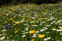 © Copyright Raphael Kessler - Britain - Heligan 13