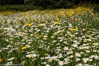 © Copyright Raphael Kessler - Britain - Heligan 14