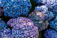 © Copyright Raphael Kessler - Britain - Heligan 16