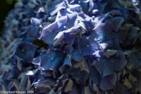 © Copyright Raphael Kessler - Britain - Heligan 17