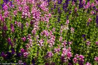 © Copyright Raphael Kessler - Britain - Heligan 19