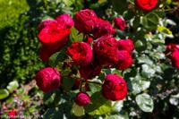 © Copyright Raphael Kessler - Britain - Heligan 20