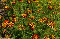 © Copyright Raphael Kessler - Britain - Heligan 22