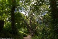 © Copyright Raphael Kessler - Britain - Heligan 4