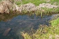 © Copyright Raphael Kessler - Britain - Hertford Walk 13