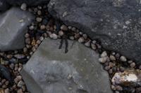 © Copyright Raphael Kessler - Britain - Lyme Regis 12