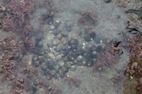 © Copyright Raphael Kessler - Britain - Lyme Regis 14