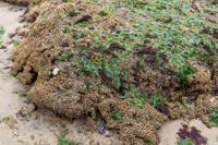 © Copyright Raphael Kessler - Britain - Lyme Regis 9