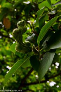 © Copyright Raphael Kessler - Britain - Nymans 1