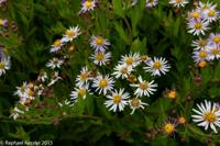 © Copyright Raphael Kessler - Britain - Nymans 2