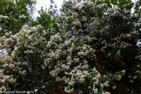 © Copyright Raphael Kessler - Britain - Nymans 4