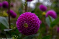 © Copyright Raphael Kessler - Britain - Nymans 5