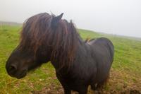 © Copyright Raphael Kessler 2025 – Scotland – Shetland 2023 – jarlshof pony1