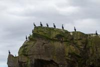 © Copyright Raphael Kessler 2025 – Scotland – Shetland 2023 – mousa120