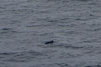 © Copyright Raphael Kessler 2025 – Scotland – Shetland 2023 – sumburgh9